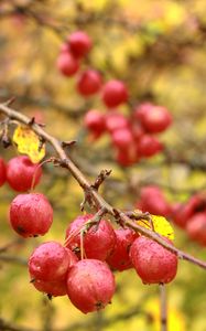 Preview wallpaper apples, branches, drops, macro