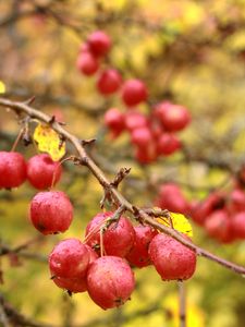 Preview wallpaper apples, branches, drops, macro