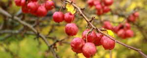 Preview wallpaper apples, branches, drops, macro