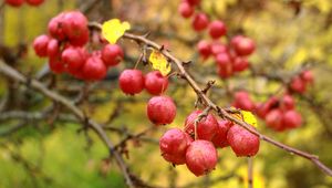 Preview wallpaper apples, branches, drops, macro