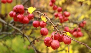Preview wallpaper apples, branches, drops, macro