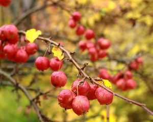Preview wallpaper apples, branches, drops, macro