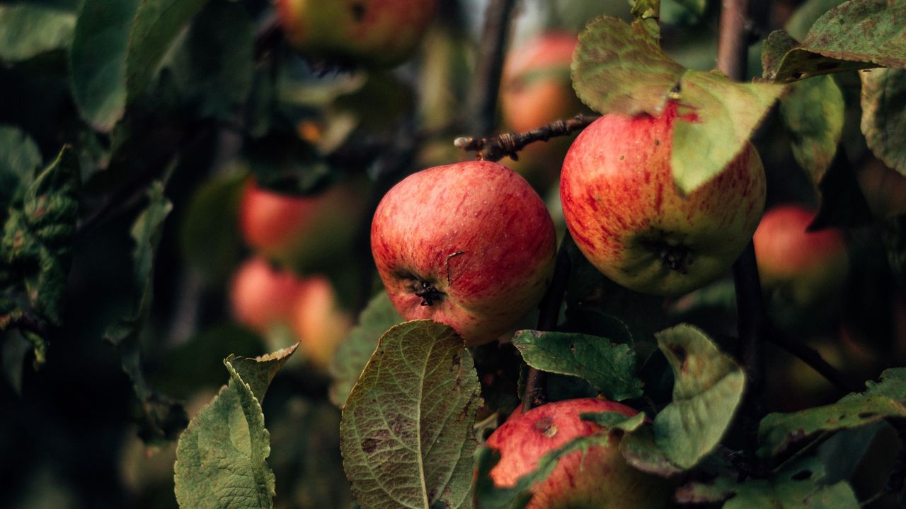Wallpaper apples, branches, fruit, red