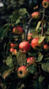 Preview wallpaper apples, branches, fruit, red