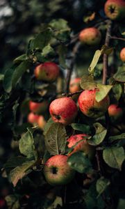 Preview wallpaper apples, branches, fruit, red