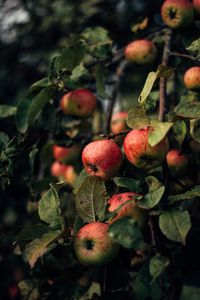 Preview wallpaper apples, branches, fruit, red