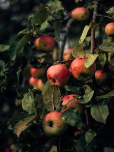 Preview wallpaper apples, branches, fruit, red