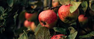 Preview wallpaper apples, branches, fruit, red