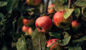 Preview wallpaper apples, branches, fruit, red