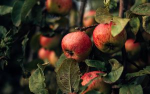 Preview wallpaper apples, branches, fruit, red