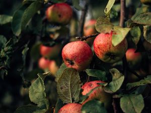 Preview wallpaper apples, branches, fruit, red