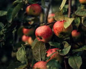 Preview wallpaper apples, branches, fruit, red