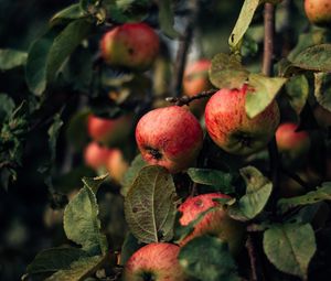 Preview wallpaper apples, branches, fruit, red