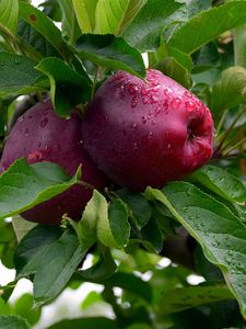 Preview wallpaper apples, branches, tree, fruit, drops