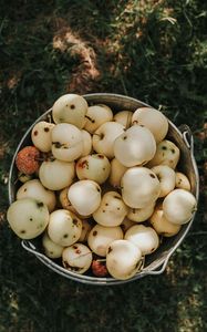Preview wallpaper apples, bucket, harvest, grass