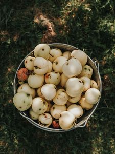 Preview wallpaper apples, bucket, harvest, grass