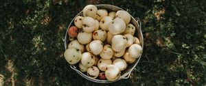 Preview wallpaper apples, bucket, harvest, grass