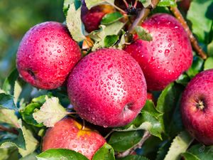 Preview wallpaper apples, drops, fruits, leaves