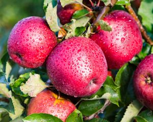 Preview wallpaper apples, drops, fruits, leaves