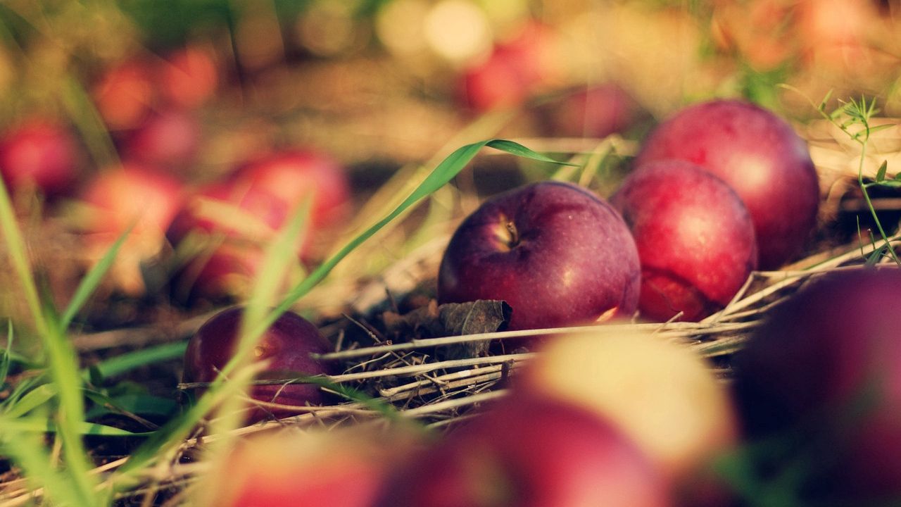 Wallpaper apples, food, grass