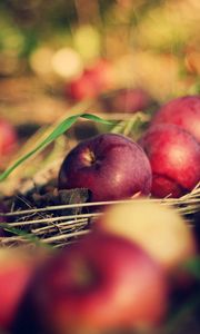 Preview wallpaper apples, food, grass