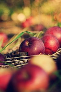 Preview wallpaper apples, food, grass