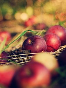 Preview wallpaper apples, food, grass