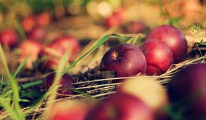 Preview wallpaper apples, food, grass