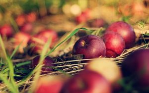 Preview wallpaper apples, food, grass