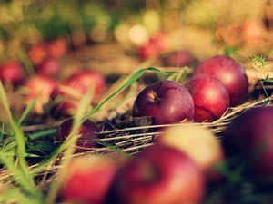 Preview wallpaper apples, food, grass