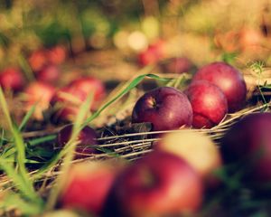 Preview wallpaper apples, food, grass