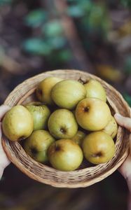 Preview wallpaper apples, fruit, bowl