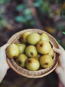 Preview wallpaper apples, fruit, bowl