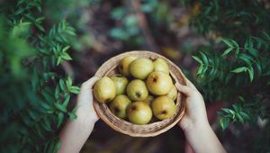 Preview wallpaper apples, fruit, bowl