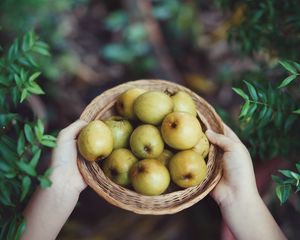 Preview wallpaper apples, fruit, bowl