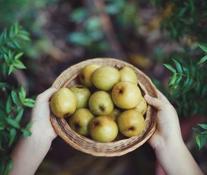 Preview wallpaper apples, fruit, bowl