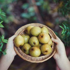 Preview wallpaper apples, fruit, bowl