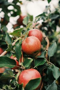 Preview wallpaper apples, fruit, branch, tree, garden
