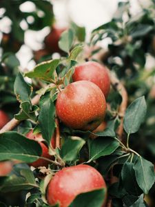 Preview wallpaper apples, fruit, branch, tree, garden