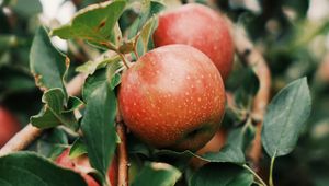 Preview wallpaper apples, fruit, branch, tree, garden