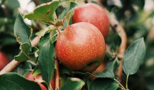 Preview wallpaper apples, fruit, branch, tree, garden