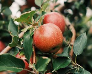 Preview wallpaper apples, fruit, branch, tree, garden