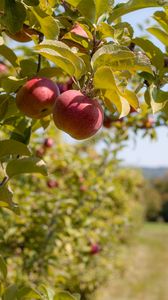 Preview wallpaper apples, fruit, branch, red, ripe, harvest