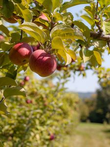 Preview wallpaper apples, fruit, branch, red, ripe, harvest