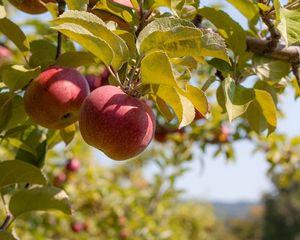 Preview wallpaper apples, fruit, branch, red, ripe, harvest