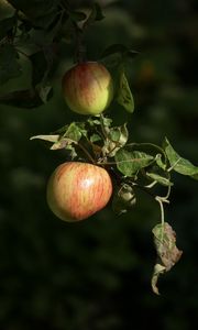 Preview wallpaper apples, fruit, branch, macro