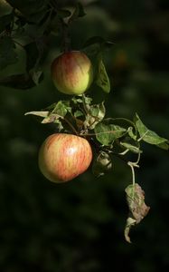 Preview wallpaper apples, fruit, branch, macro