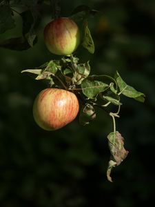 Preview wallpaper apples, fruit, branch, macro