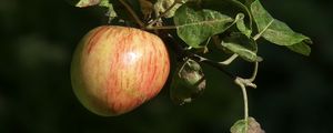 Preview wallpaper apples, fruit, branch, macro