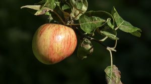 Preview wallpaper apples, fruit, branch, macro